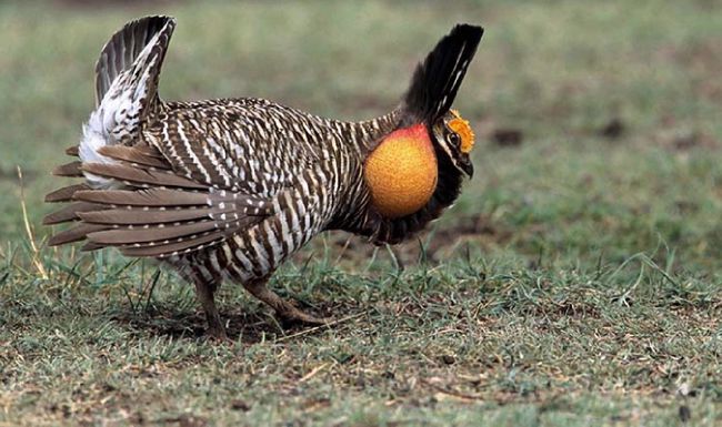 The Greater Prairie Chicken in the News