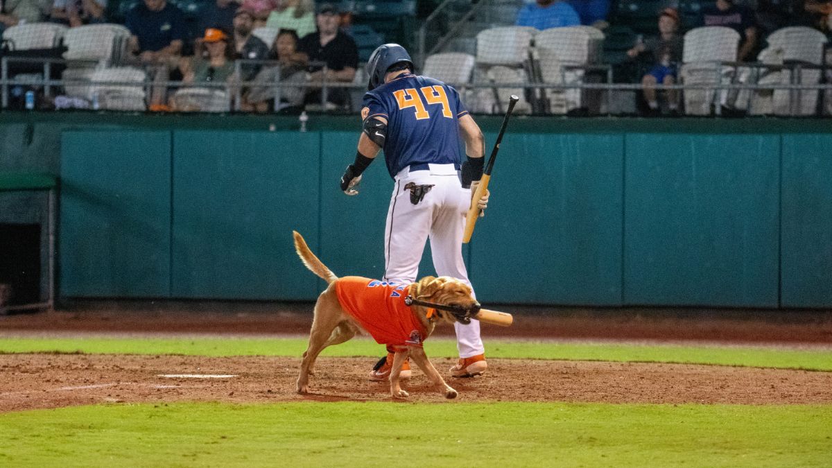 Bird Dawgs Settle for Split Against Jackals