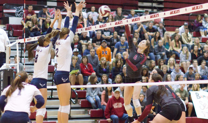 Emmy Dolan (attempting to make a kill from the right side) had 23 kills and hit for a .450 percentage in leading Central Washington to two wins last week (CWU photo by Thomas vonAhlefeld)
